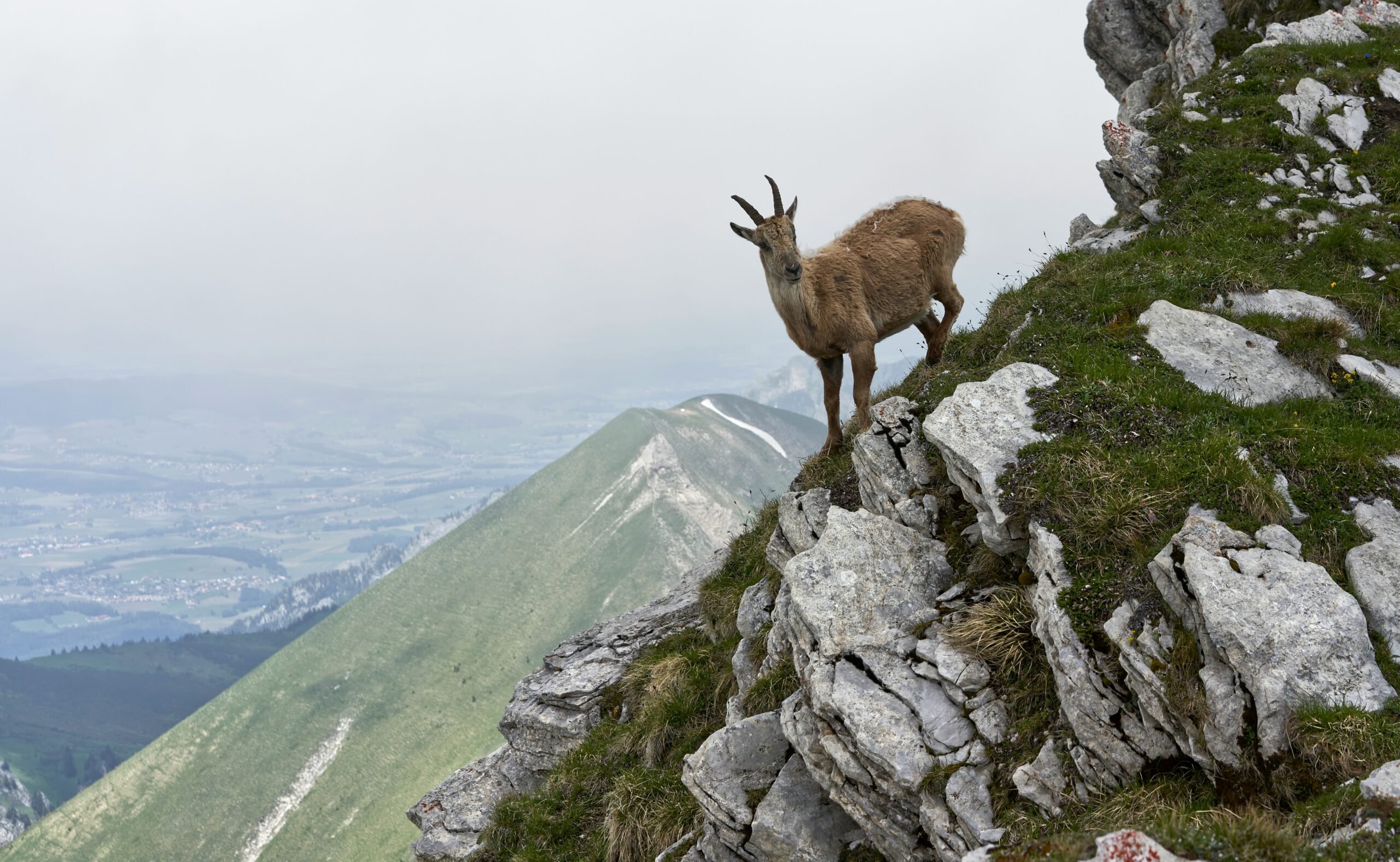 A deer standing on top of a rocky cliff